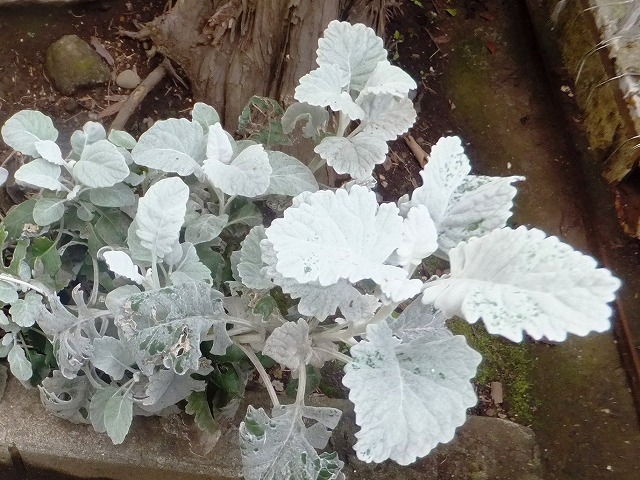 f:id:akaibara:20181112123635j:image:w250