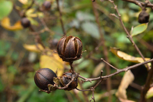 f:id:akaibara:20181116213205j:image:w250