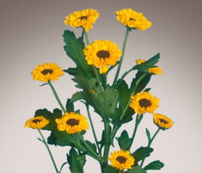 f:id:akaibara:20181129141435j:image:w350