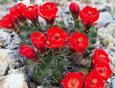 f:id:akaibara:20181219161553j:image