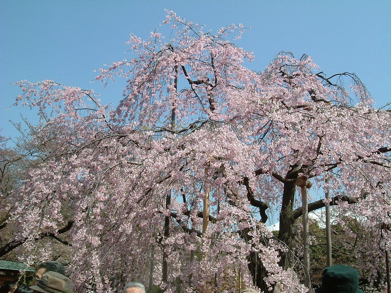 f:id:akaibara:20190316222204j:plain f:id:akaibara:20190316222204j:plain