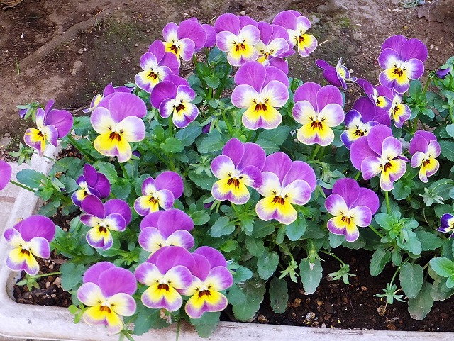 f:id:akaibara:20190320161545j:plain