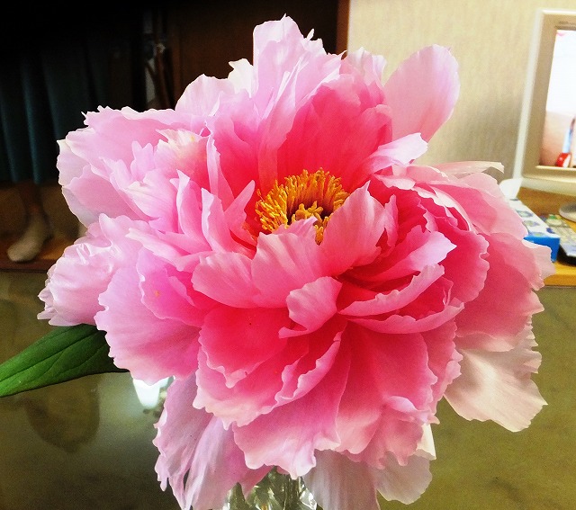 f:id:akaibara:20190422235446j:plain