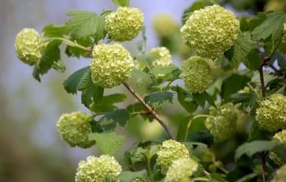 f:id:akaibara:20190516174651j:plain