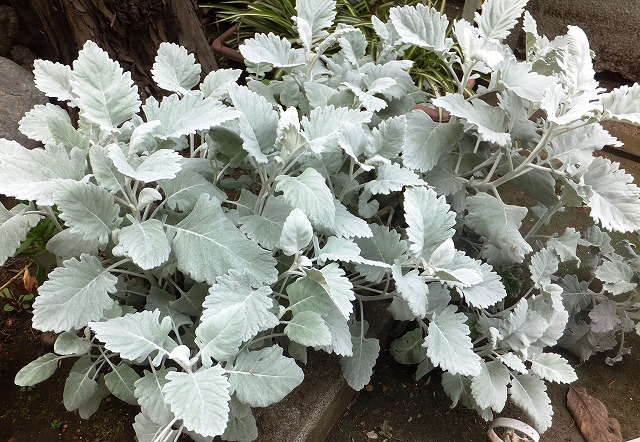 f:id:akaibara:20190519170626j:plain