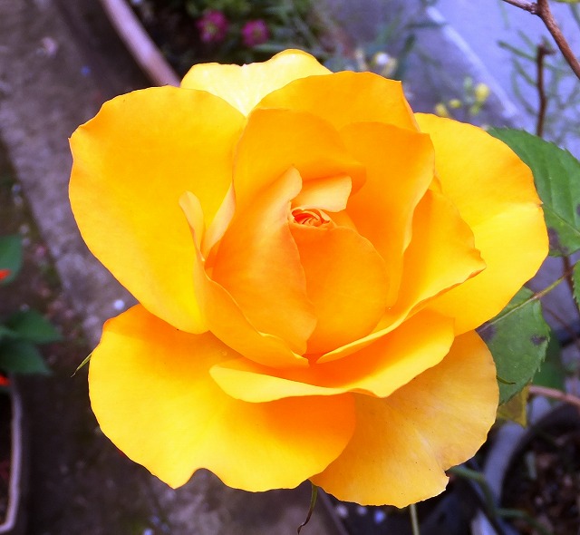 f:id:akaibara:20190519170808j:plain