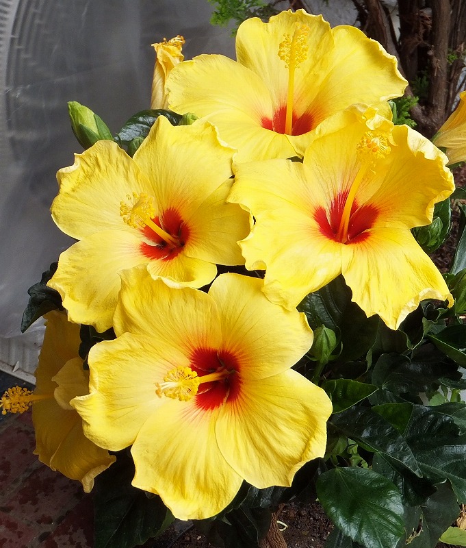 f:id:akaibara:20190607145220j:plain