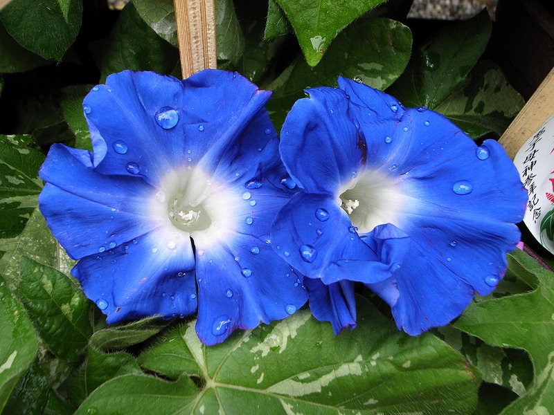 f:id:akaibara:20190619155548j:plain f:id:akaibara:20190619155548j:plain