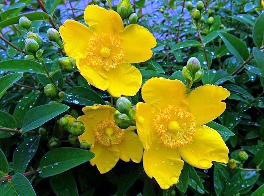 f:id:akaibara:20190620215714j:plain