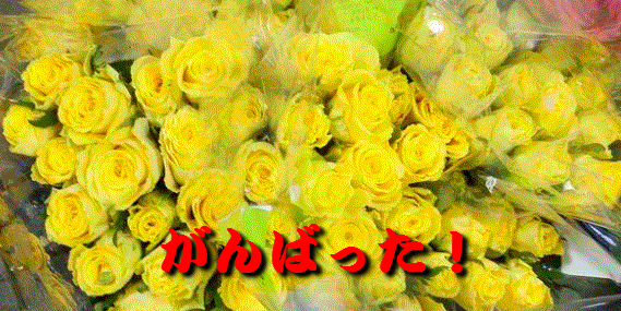 f:id:akaibara:20191023220135j:plain
