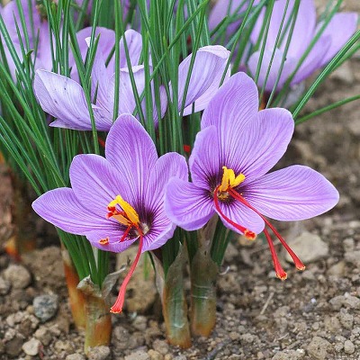 f:id:akaibara:20191106163657j:plain