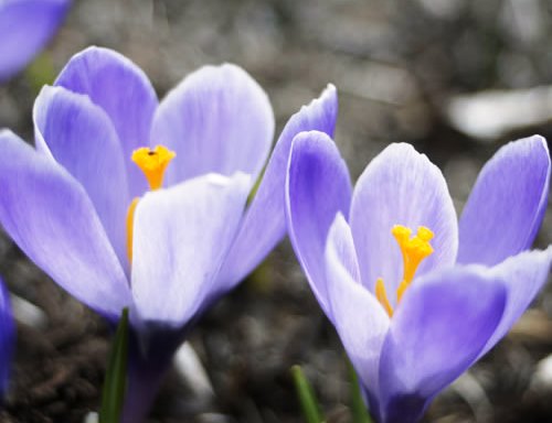 f:id:akaibara:20191106164348j:plain