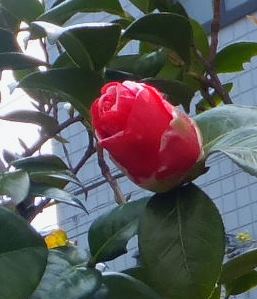 f:id:akaibara:20200110210327j:plain f:id:akaibara:20200110210327j:plain