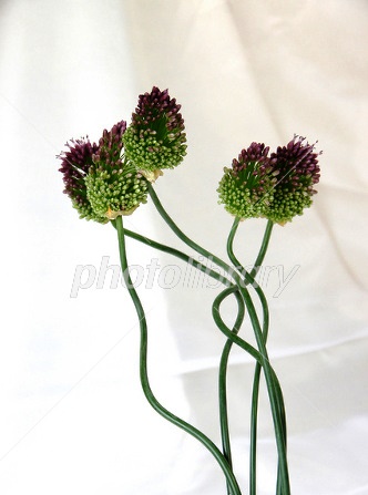 f:id:akaibara:20200410155239j:plain f:id:akaibara:20200410155239j:plain