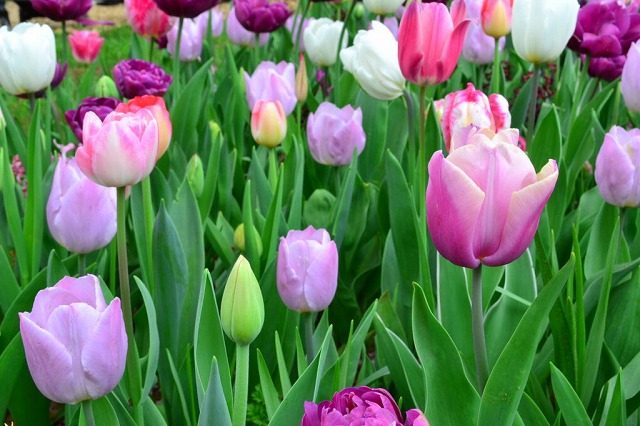 f:id:akaibara:20200423171242j:plain f:id:akaibara:20200423171242j:plain