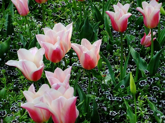 f:id:akaibara:20200426215938j:plain f:id:akaibara:20200426215938j:plain