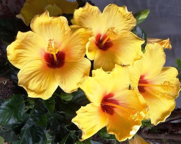 f:id:akaibara:20200615002852j:plain