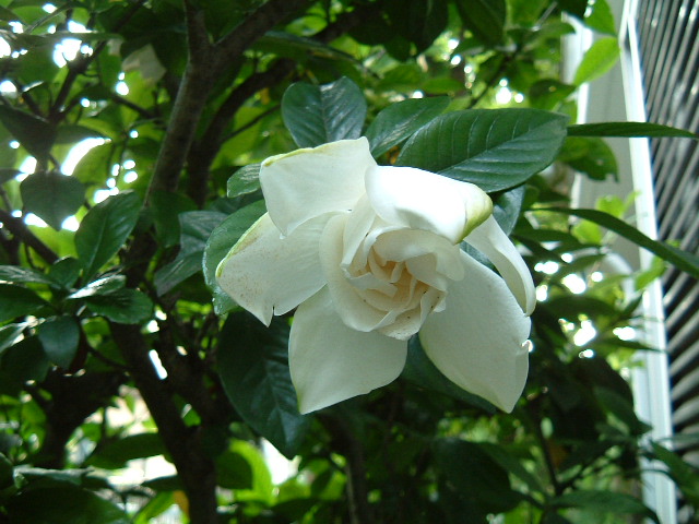 f:id:akaibara:20200617181636j:plain