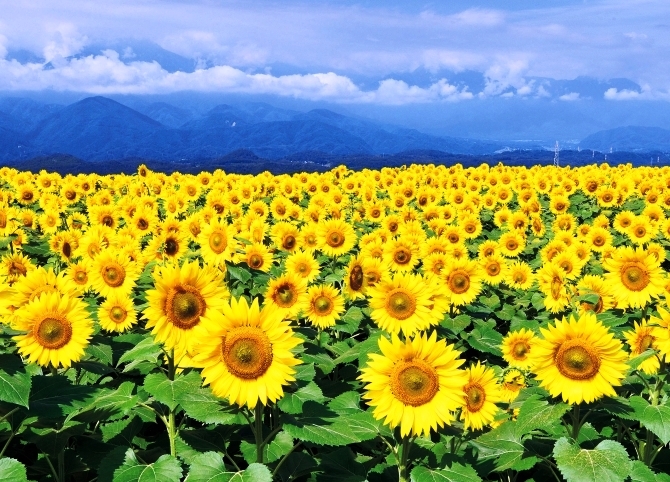 f:id:akaibara:20200826223025j:plain