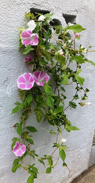 f:id:akaibara:20200918222041j:plain