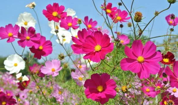 f:id:akaibara:20200919215756j:plain f:id:akaibara:20200919215756j:plain