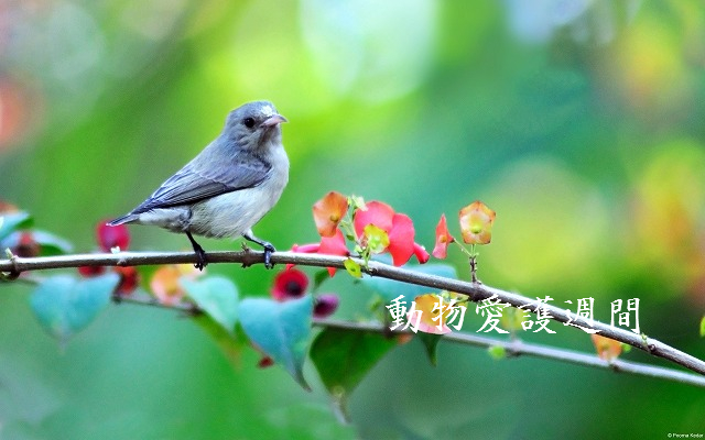 f:id:akaibara:20200924172458j:plain