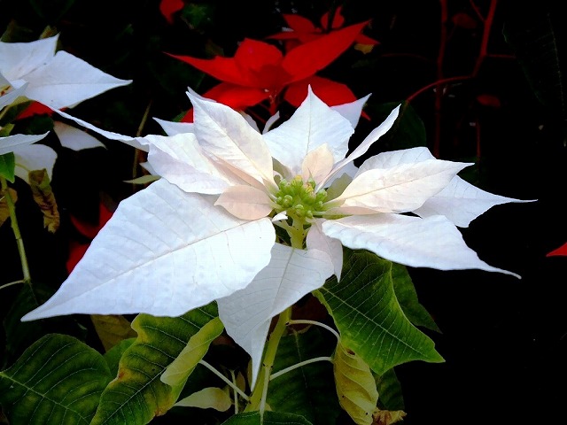 f:id:akaibara:20201128203044j:plain