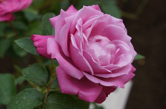 f:id:akaibara:20210426175618j:plain