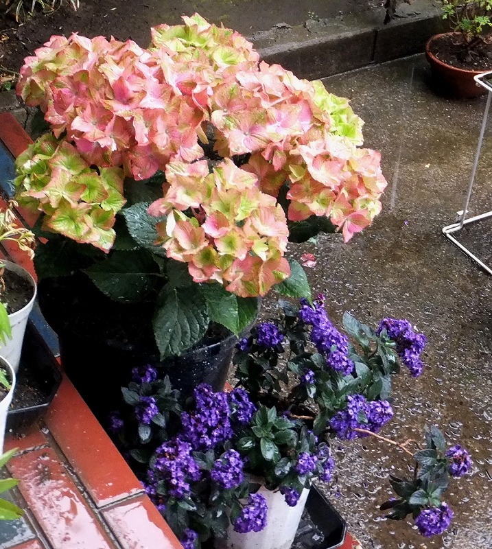 f:id:akaibara:20210429174928j:plain
