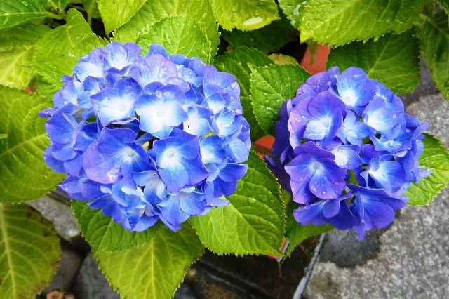 f:id:akaibara:20210516234443j:plain