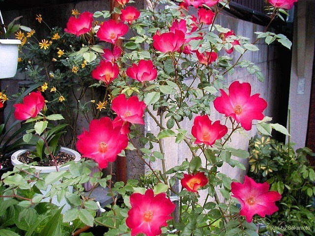 f:id:akaibara:20210520224335j:plain