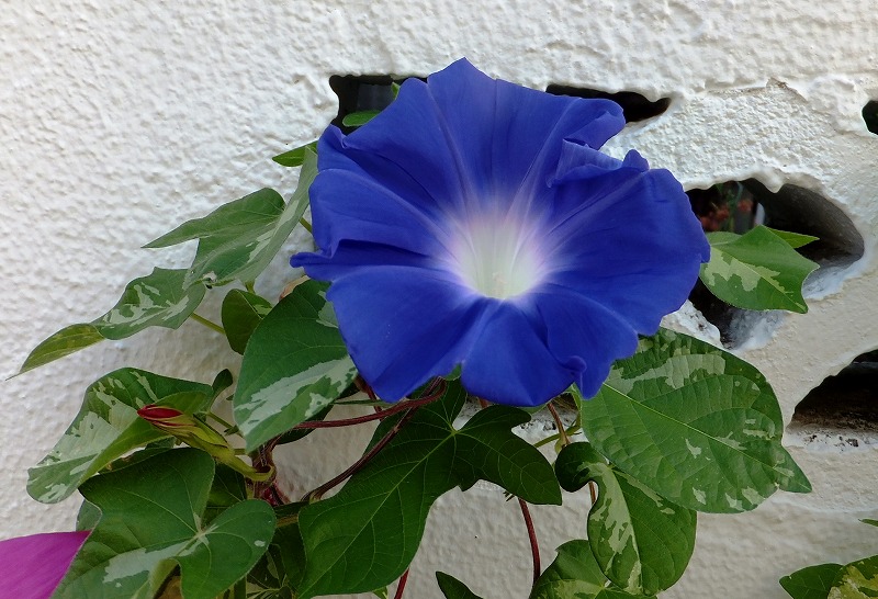 f:id:akaibara:20210803142130j:plain