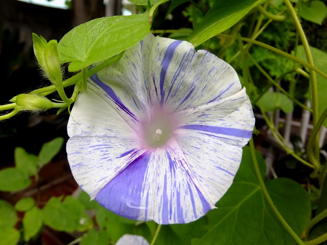 f:id:akaibara:20210810163332j:plain