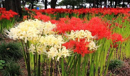 f:id:akaibara:20210914171138j:plain