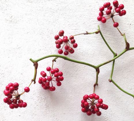 f:id:akaibara:20211216175943j:plain