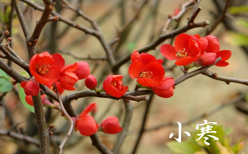 f:id:akaibara:20220105213424j:plain