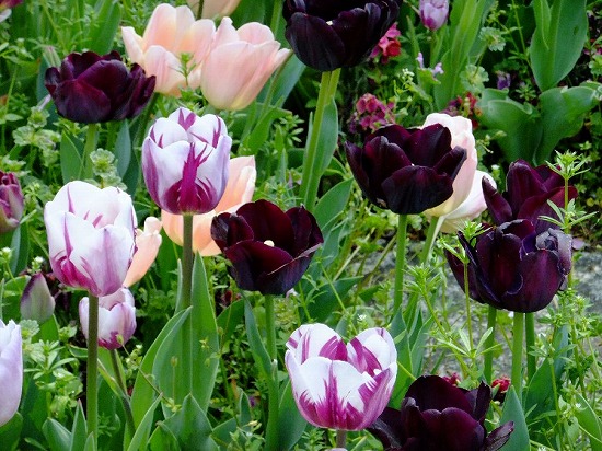 f:id:akaibara:20220201231244j:plain