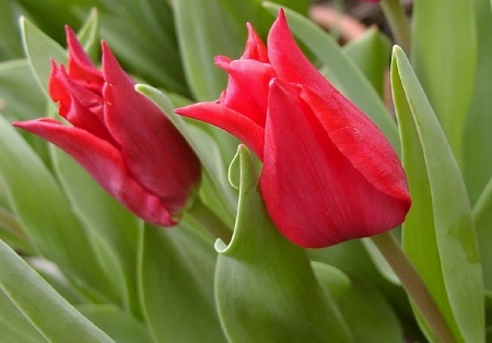 f:id:akaibara:20220201231348j:plain