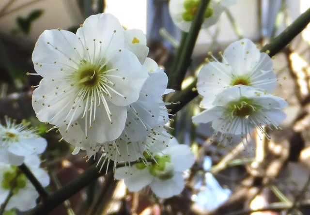 f:id:akaibara:20220221215624j:plain