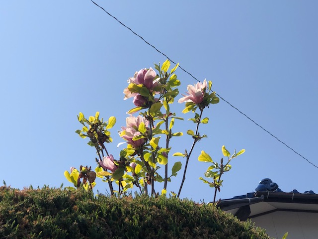 f:id:akaibara11:20210707013940j:plain