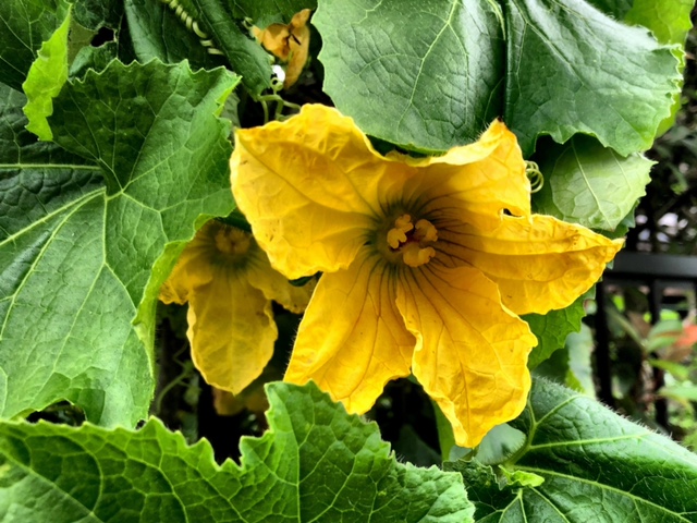 f:id:akaibara11:20210824201546j:plain