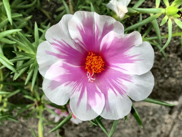 f:id:akaibara11:20210824201626j:plain