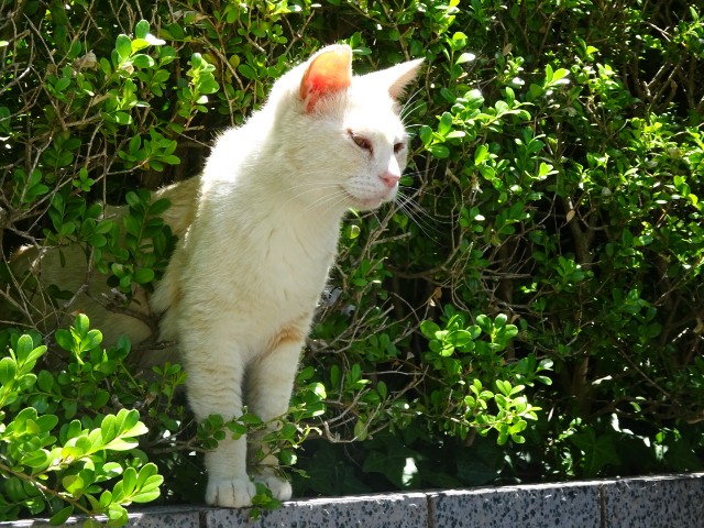 f:id:akaiclematis:20190525204611j:image f:id:akaiclematis:20190525204611j:image