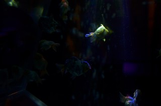 f:id:akaiclematis:20200127222509j:image