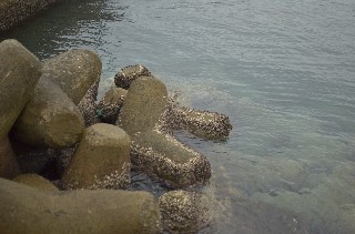 f:id:akaiclematis:20200128234540j:image
