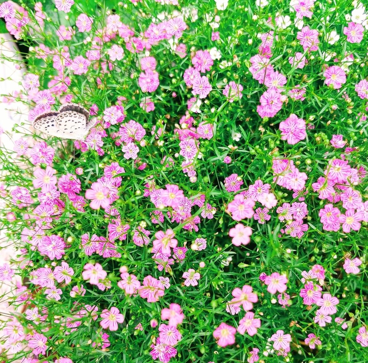 f:id:akalisa:20190620141140j:plain