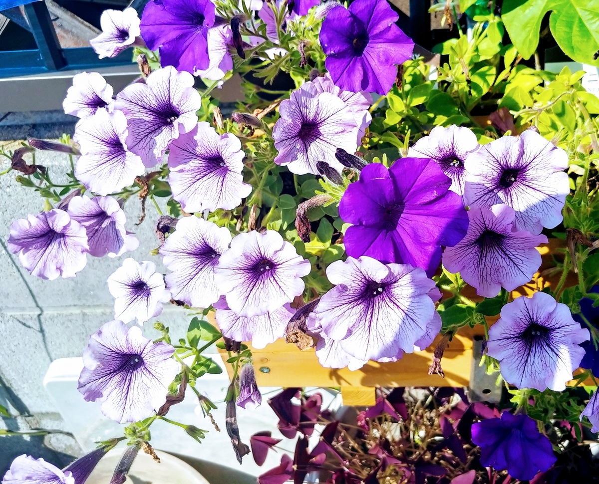 f:id:akalisa:20190625091338j:plain