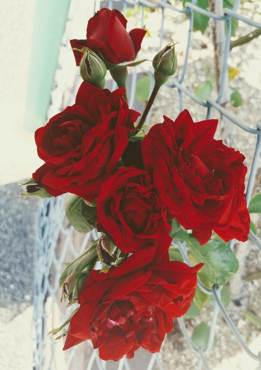 f:id:akalisa:20190625212736j:plain
