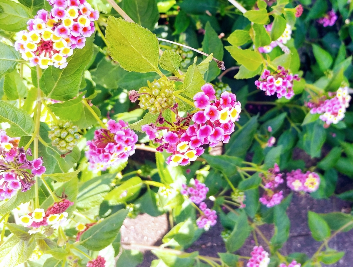 f:id:akalisa:20190629113736j:plain