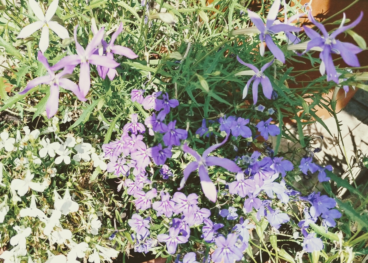 f:id:akalisa:20190701100003j:plain
